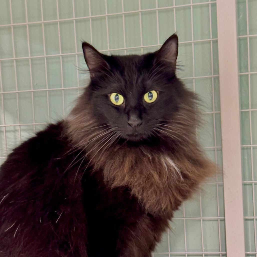 Enlarge Shaddie, a Adoptable Domestic Long Hair in Redwood Valley, CA image 3/6