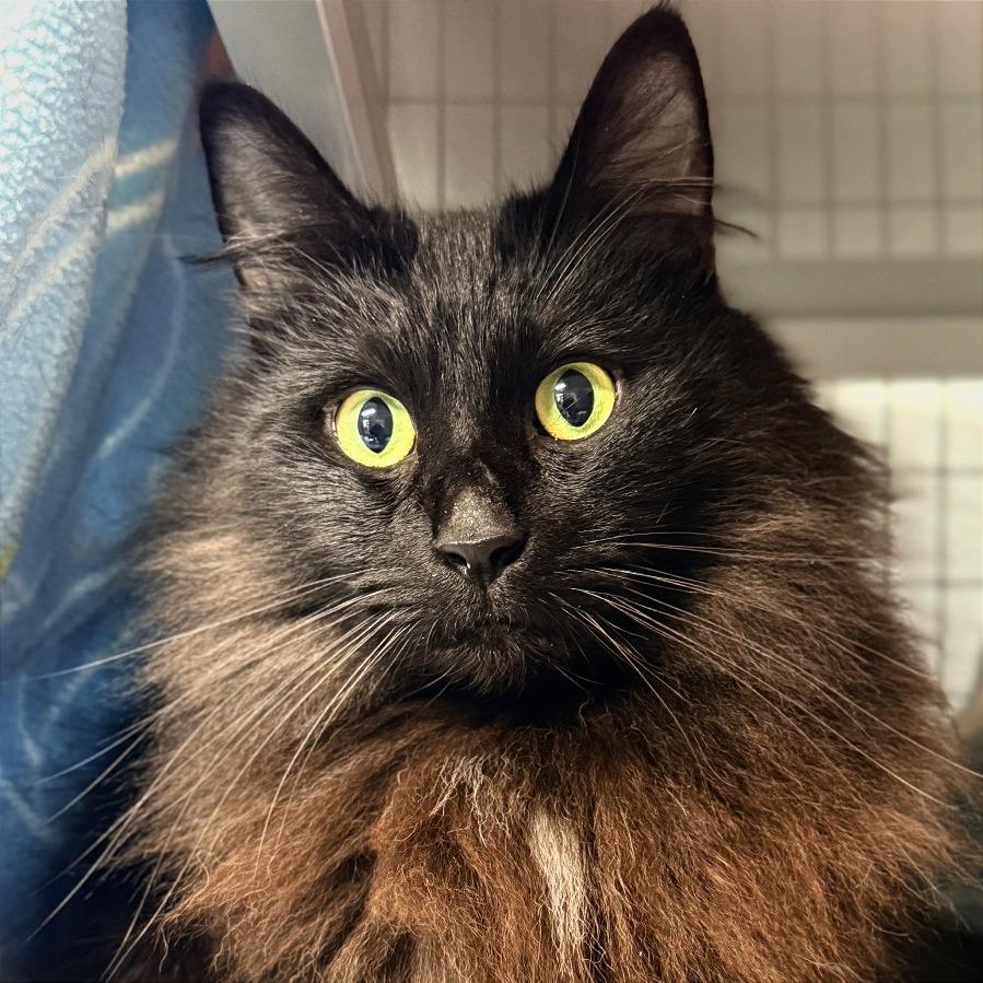 Enlarge Shaddie, a Adoptable Domestic Long Hair in Redwood Valley, CA image 4/6