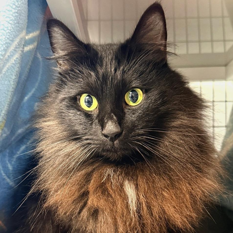 Enlarge Shaddie, a Adoptable Domestic Long Hair in Redwood Valley, CA image 5/6