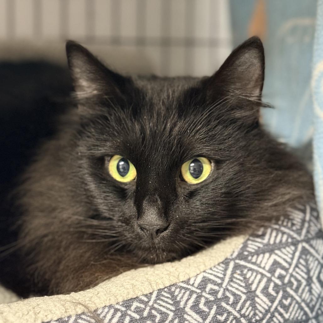 Enlarge Shaddie, a Adoptable Domestic Long Hair in Redwood Valley, CA image 6/6