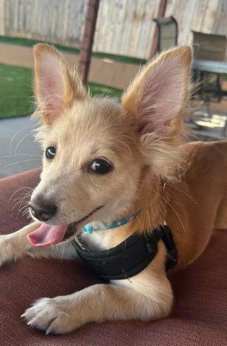 Chipmunk, Adopted, Puppy Male Chihuahua.