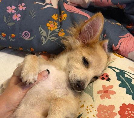 Enlarge Chipmunk, a Adopted Chihuahua in San Diego, CA image 2/3