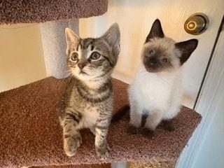 Tulip & Chloe (BONDED)
