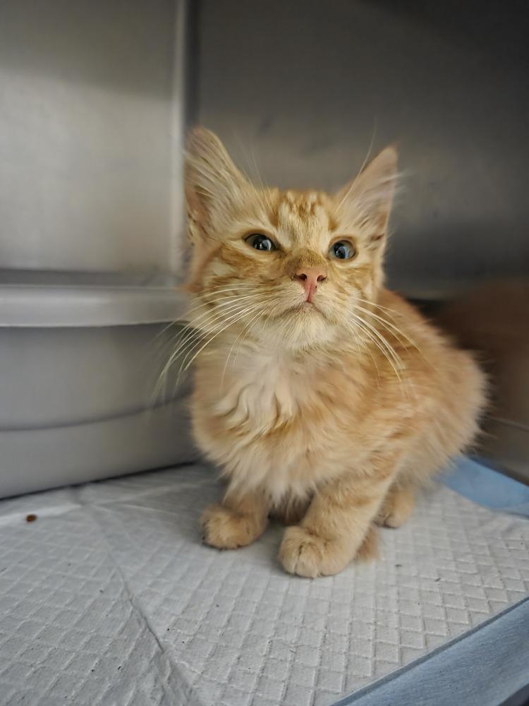 Enlarge Birdie, a Adoptable Domestic Medium Hair in Salmon, ID image 1/1