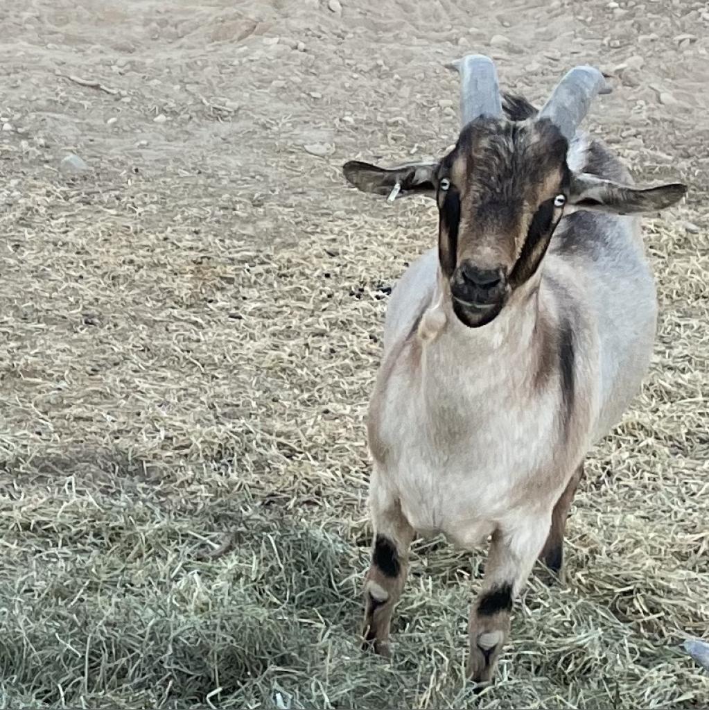 Oscar (Jax), Adoptable, Adult Male Goat.