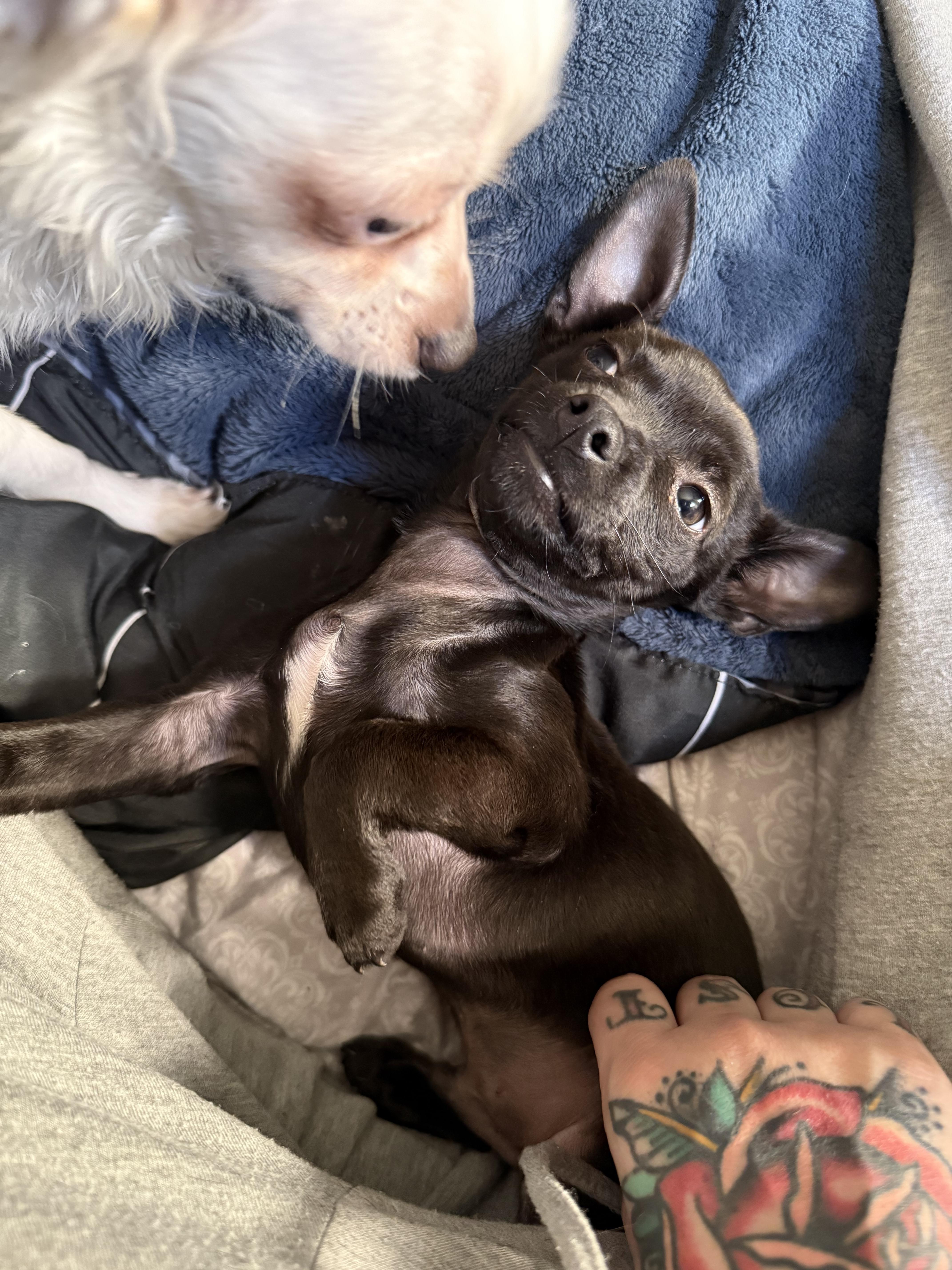 Enlarge Shadow , an adopted mixed breed in Sacramento, CA image 5/6