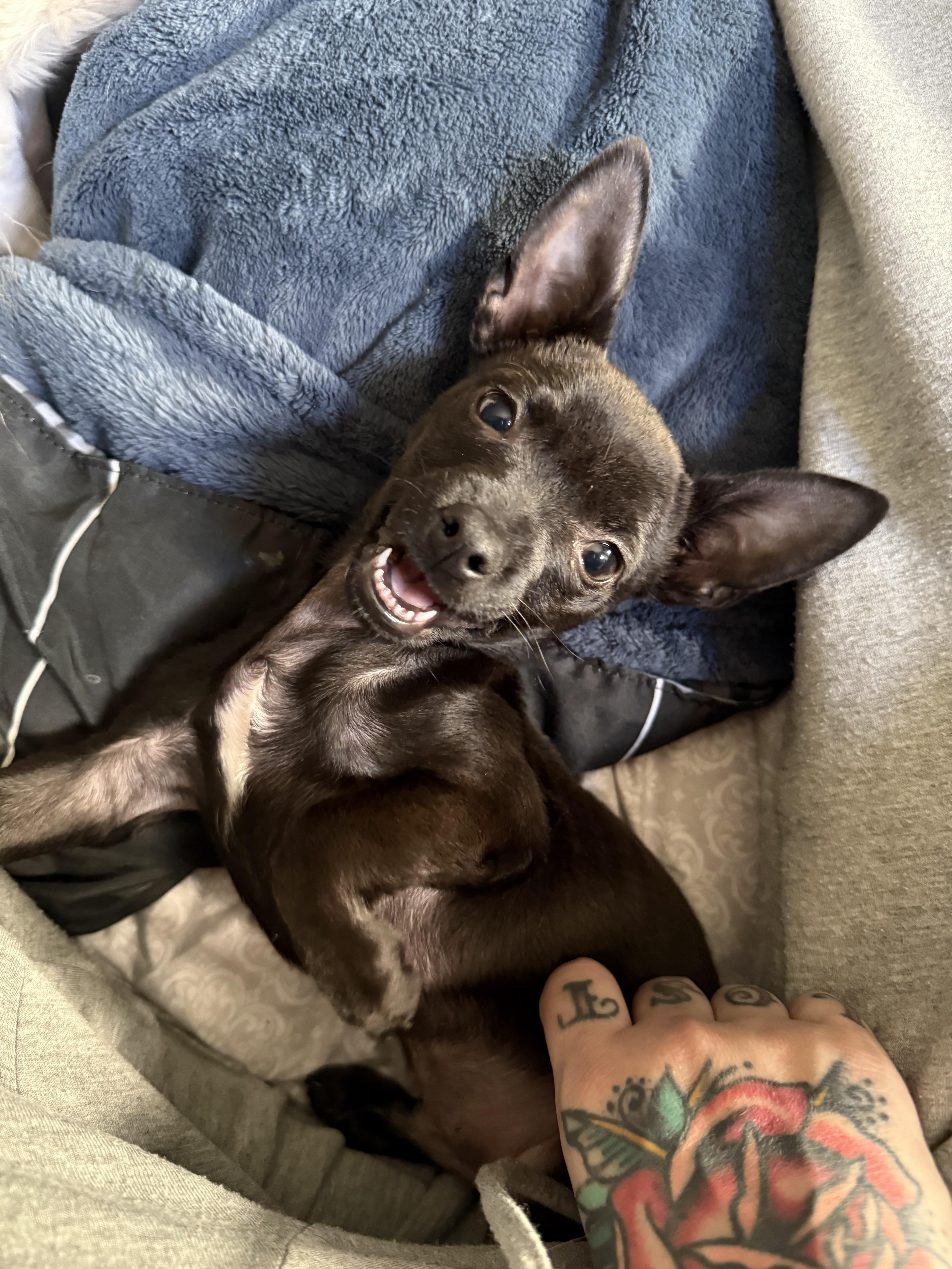 Enlarge Shadow , an adopted mixed breed in Sacramento, CA image 1/6