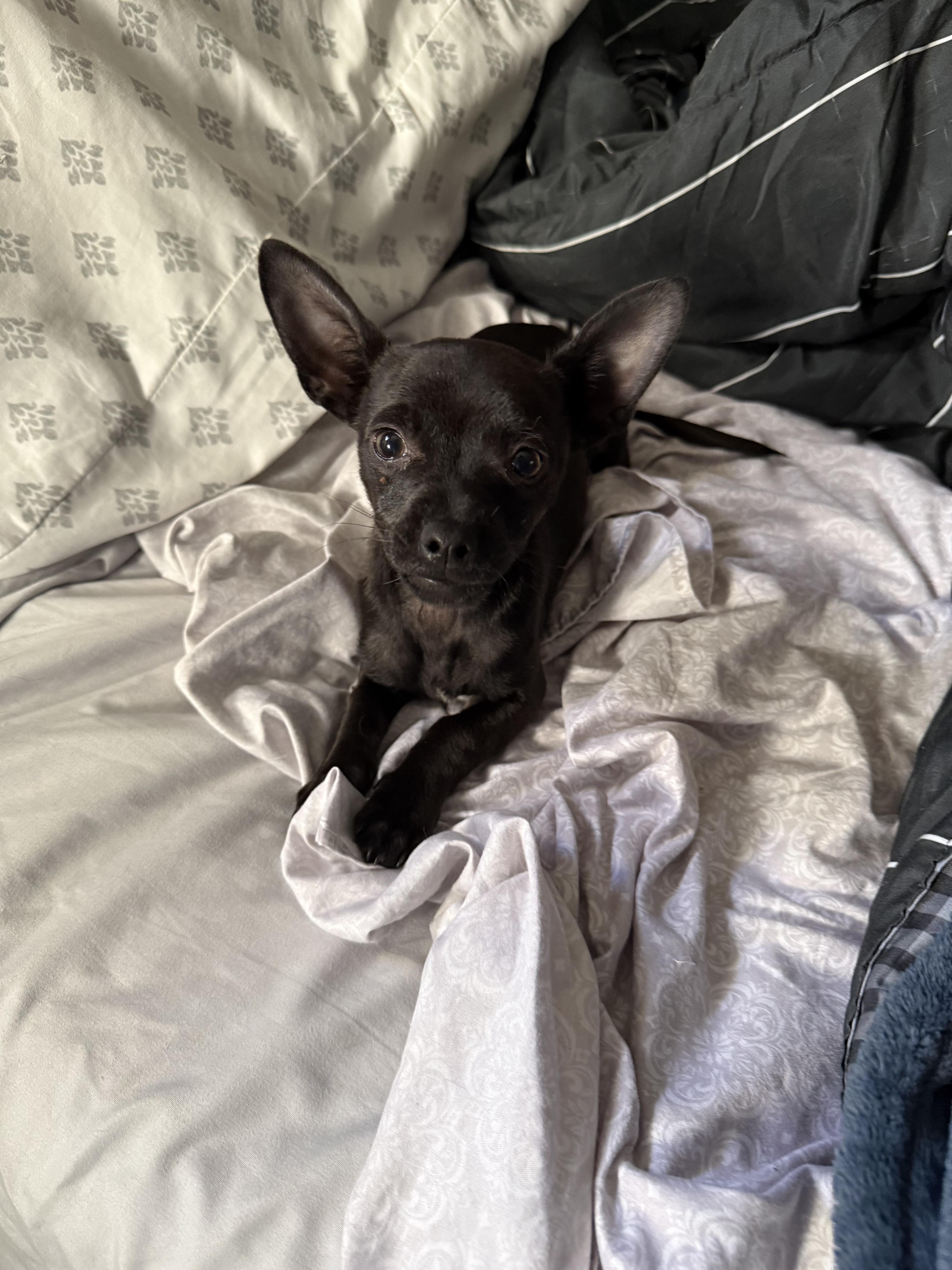 Enlarge Shadow , an adopted mixed breed in Sacramento, CA image 6/6