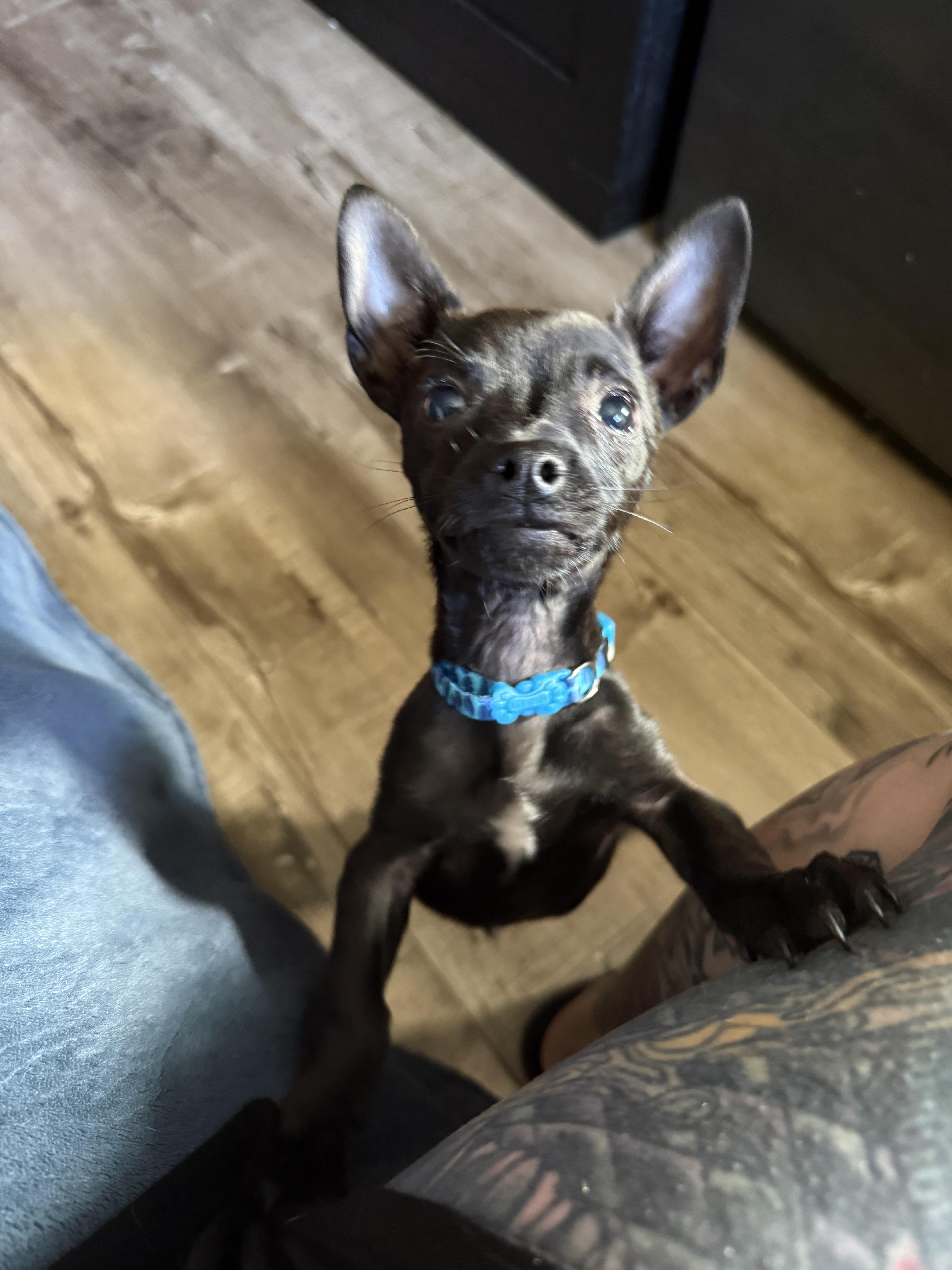Enlarge Shadow , an adopted mixed breed in Sacramento, CA image 3/6