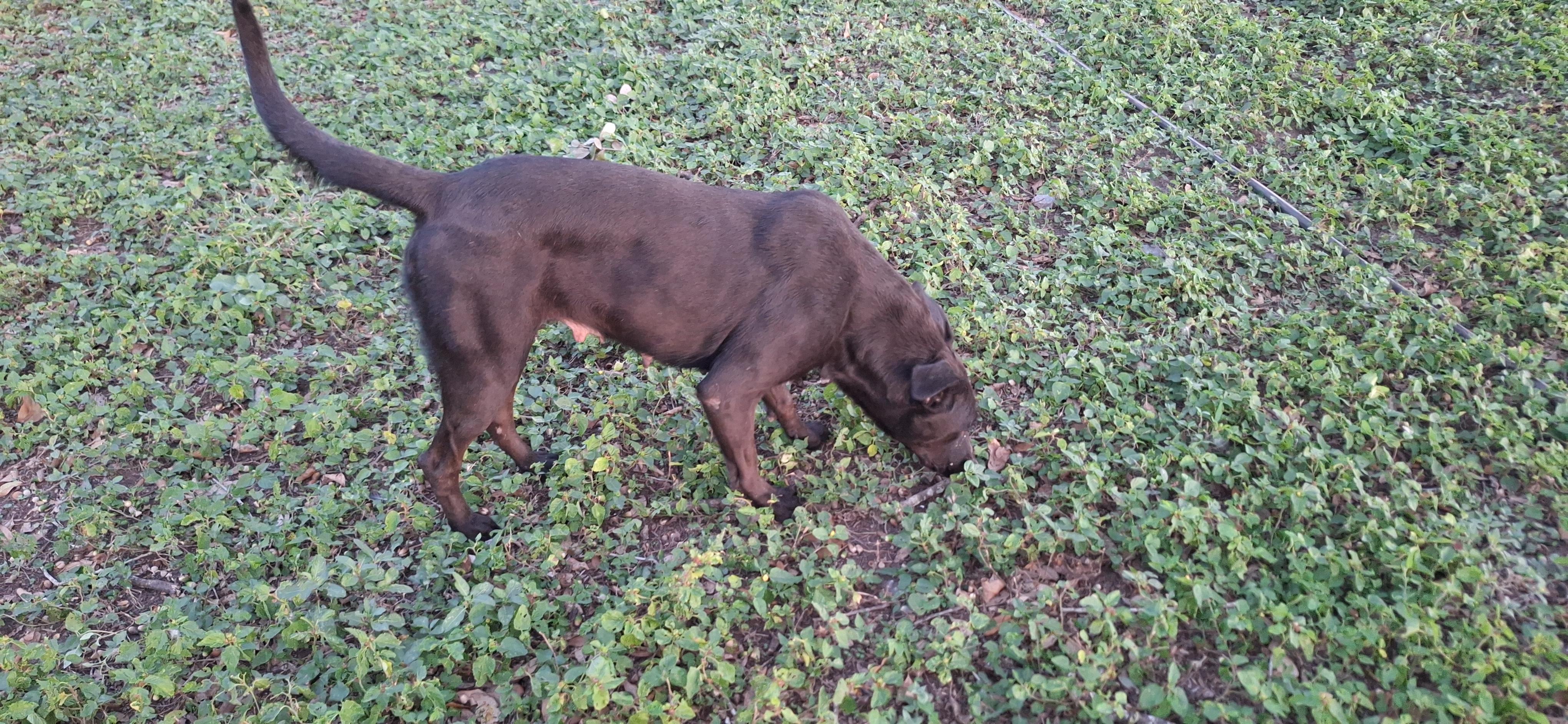 Raven, Adoptable, Adult Female Belgian Shepherd / Malinois.