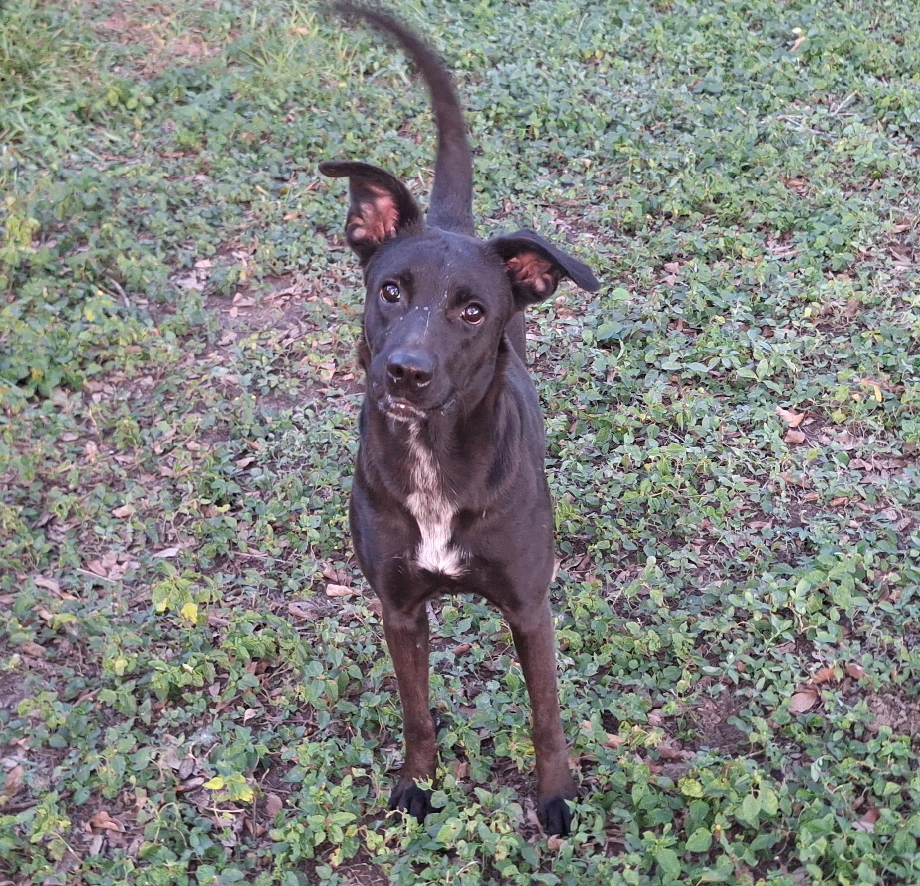 Raven, Adoptable, Adult Female Belgian Shepherd / Malinois & Pit Bull Terrier.