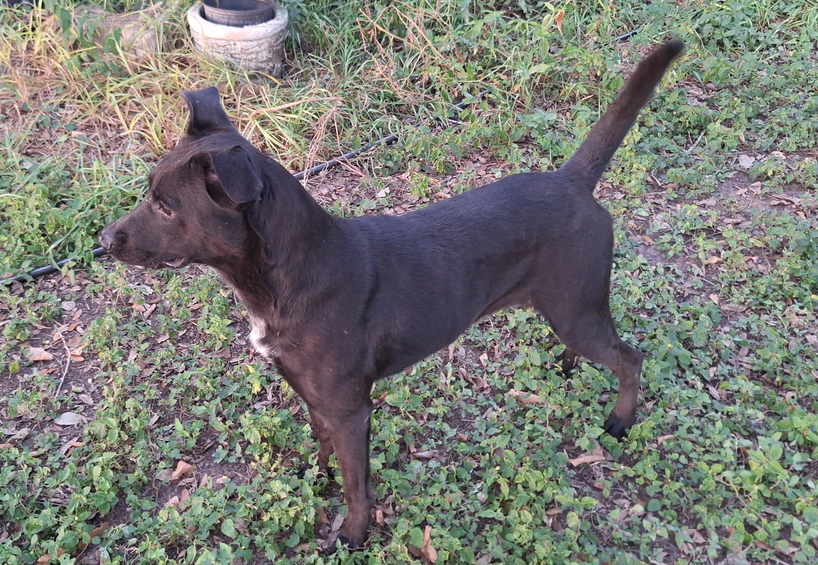 Enlarge Raven, a Adoptable mixed breed in Donna, TX image 3/4