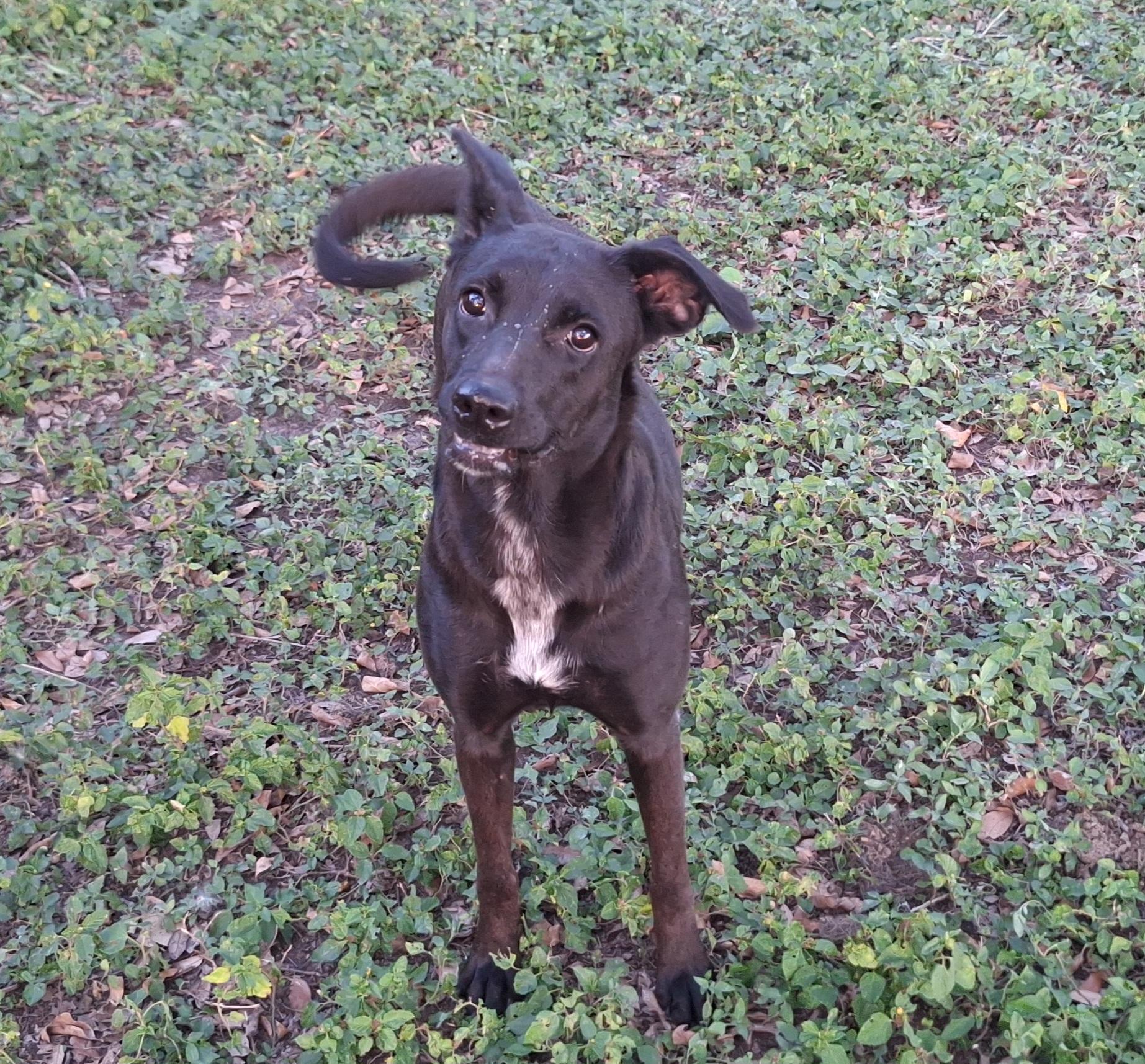 Enlarge Raven, a Adoptable mixed breed in Donna, TX image 4/4