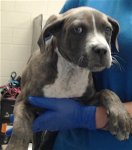 Enlarge OAKLEY, a Adoptable Pit Bull Terrier in Fayetteville, NC image 1/1