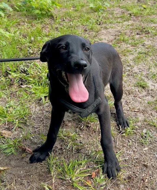 Claire, Adopted, Young Female Labrador Retriever.