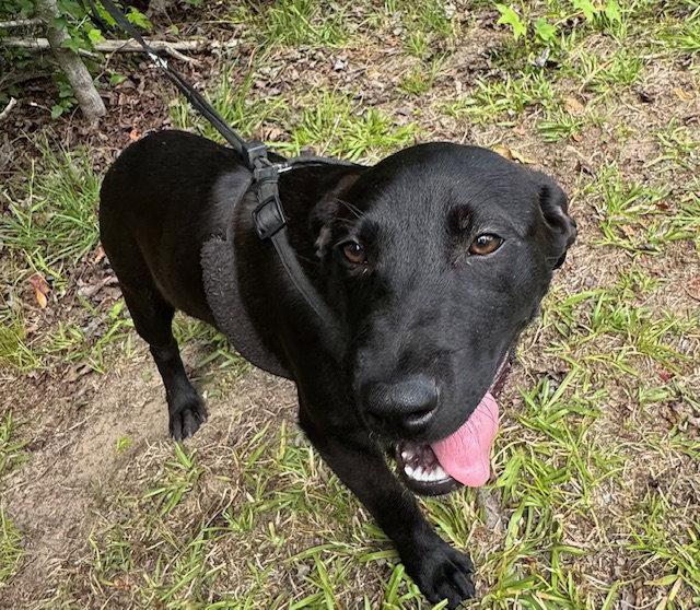 Claire, a Adopted Labrador Retriever in Tarrytown, GA image 2/3