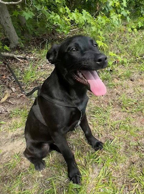 Claire, a Adopted Labrador Retriever in Tarrytown, GA image 3/3