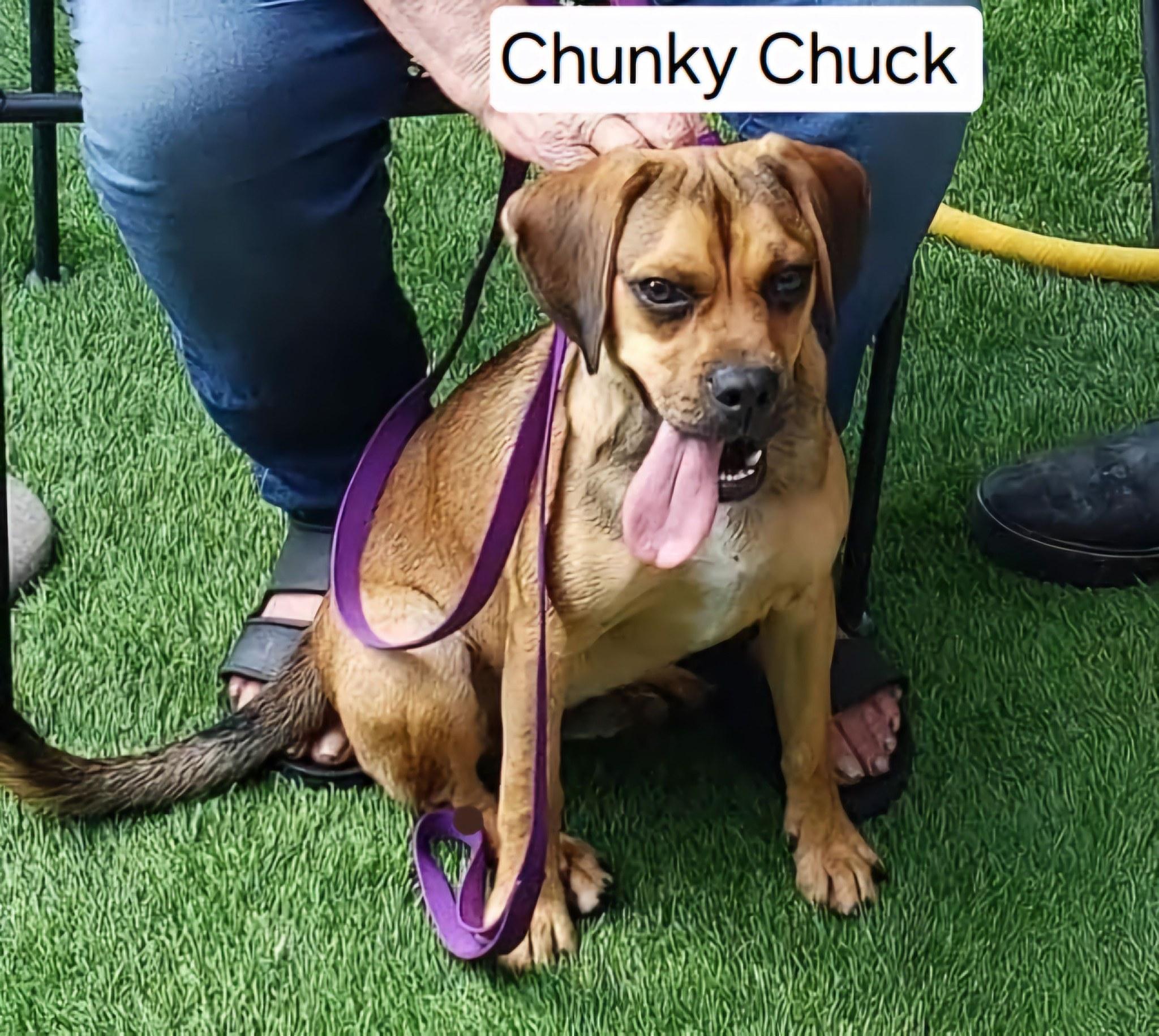 Chunky Chuck, Young Male unknown