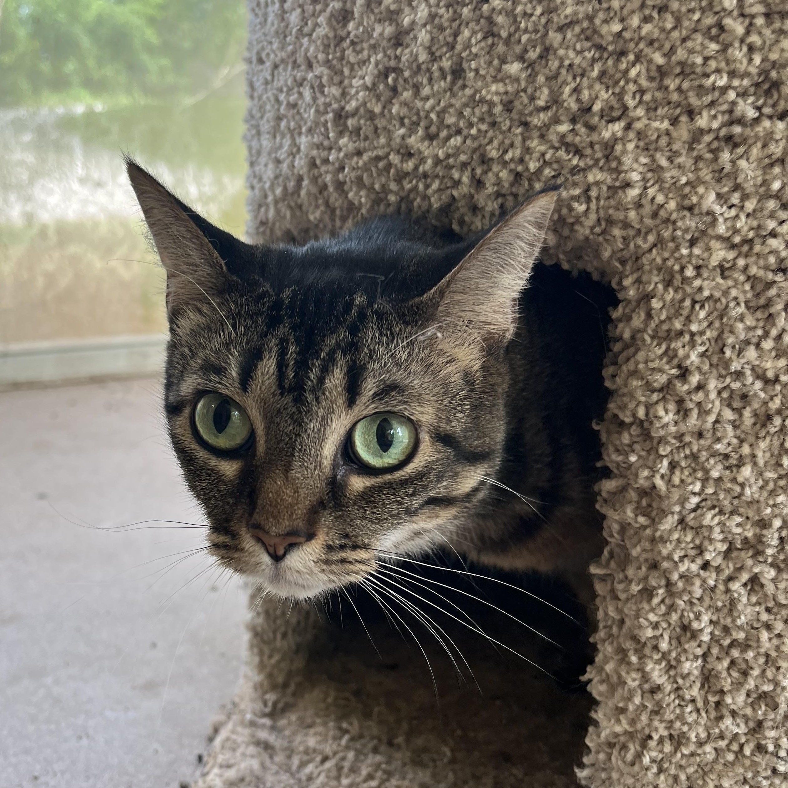 Scarlett Witch, a Adoptable Domestic Short Hair in Loudon, TN image 1/2