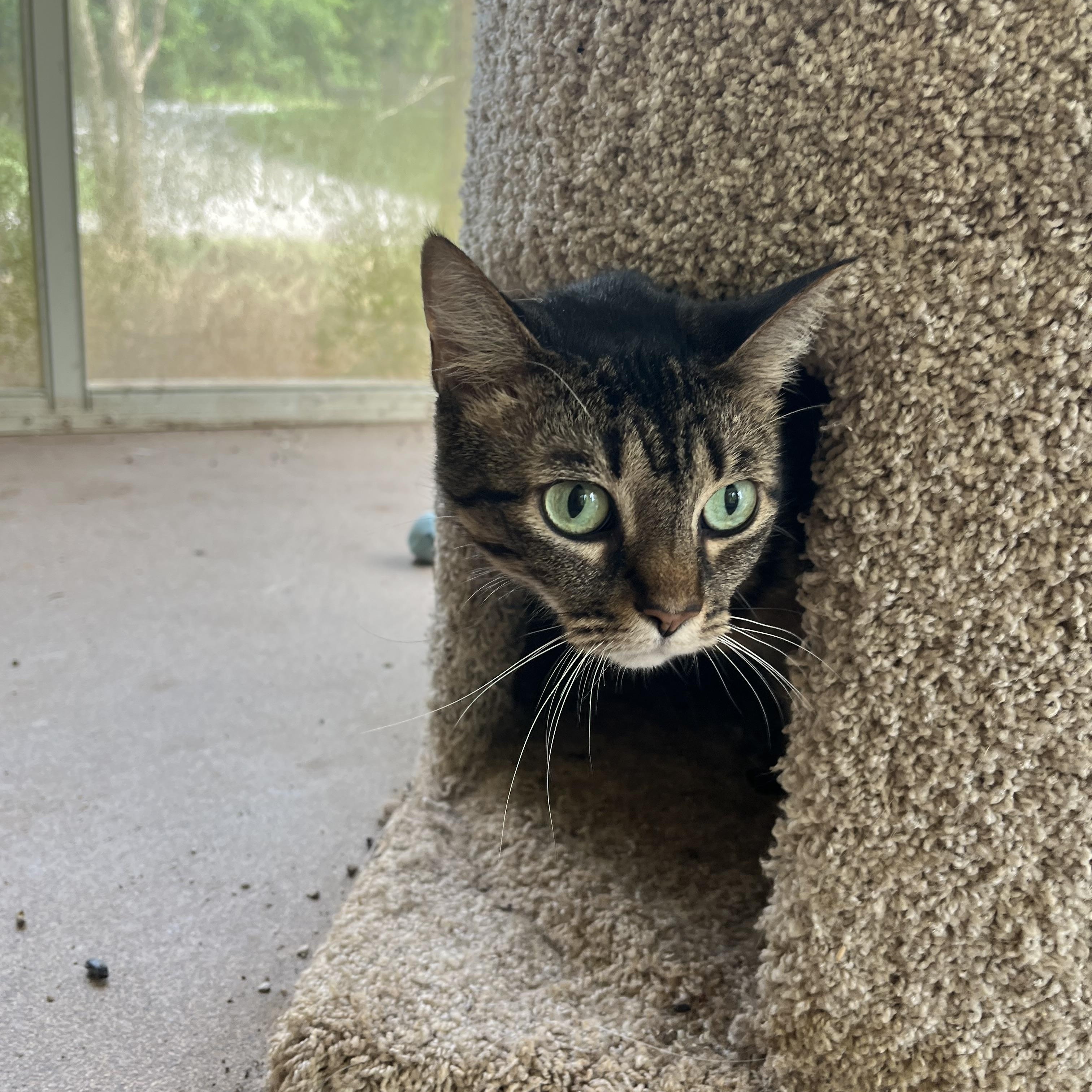 Scarlett Witch, a Adoptable Domestic Short Hair in Loudon, TN image 2/2