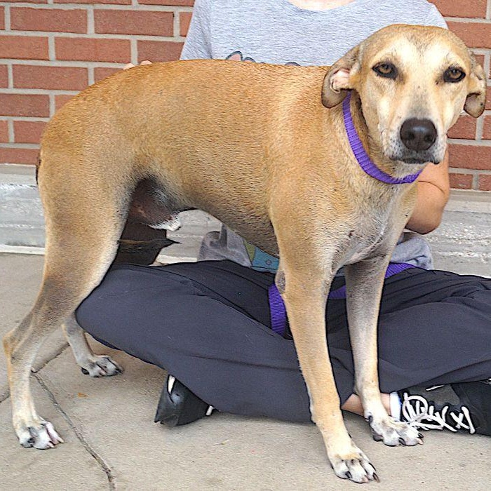 Enlarge Pistache, a Adoptable mixed breed in Columbus, OH image 5/5