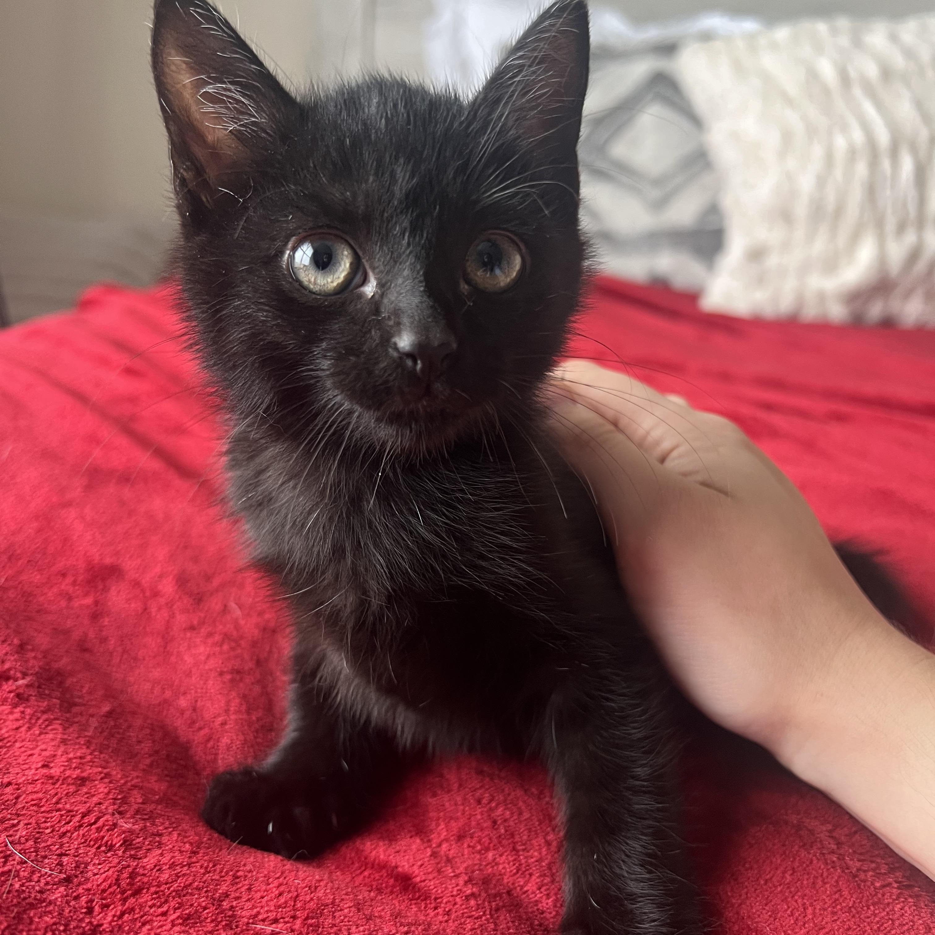 Enlarge Bleu, a Adoptable Domestic Short Hair in jacksonville, FL image 2/3