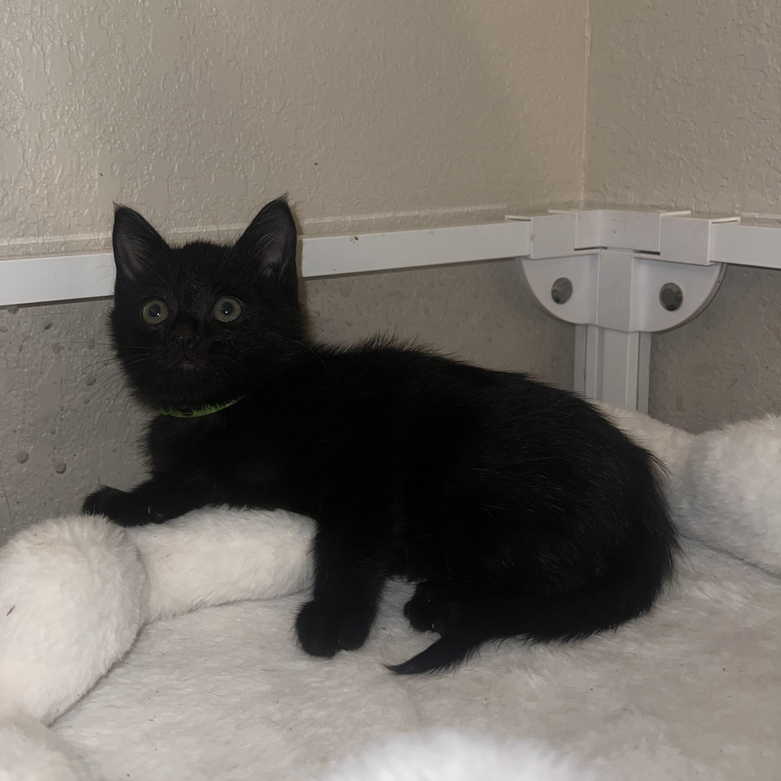 Enlarge Bleu, a Adoptable Domestic Short Hair in jacksonville, FL image 3/3