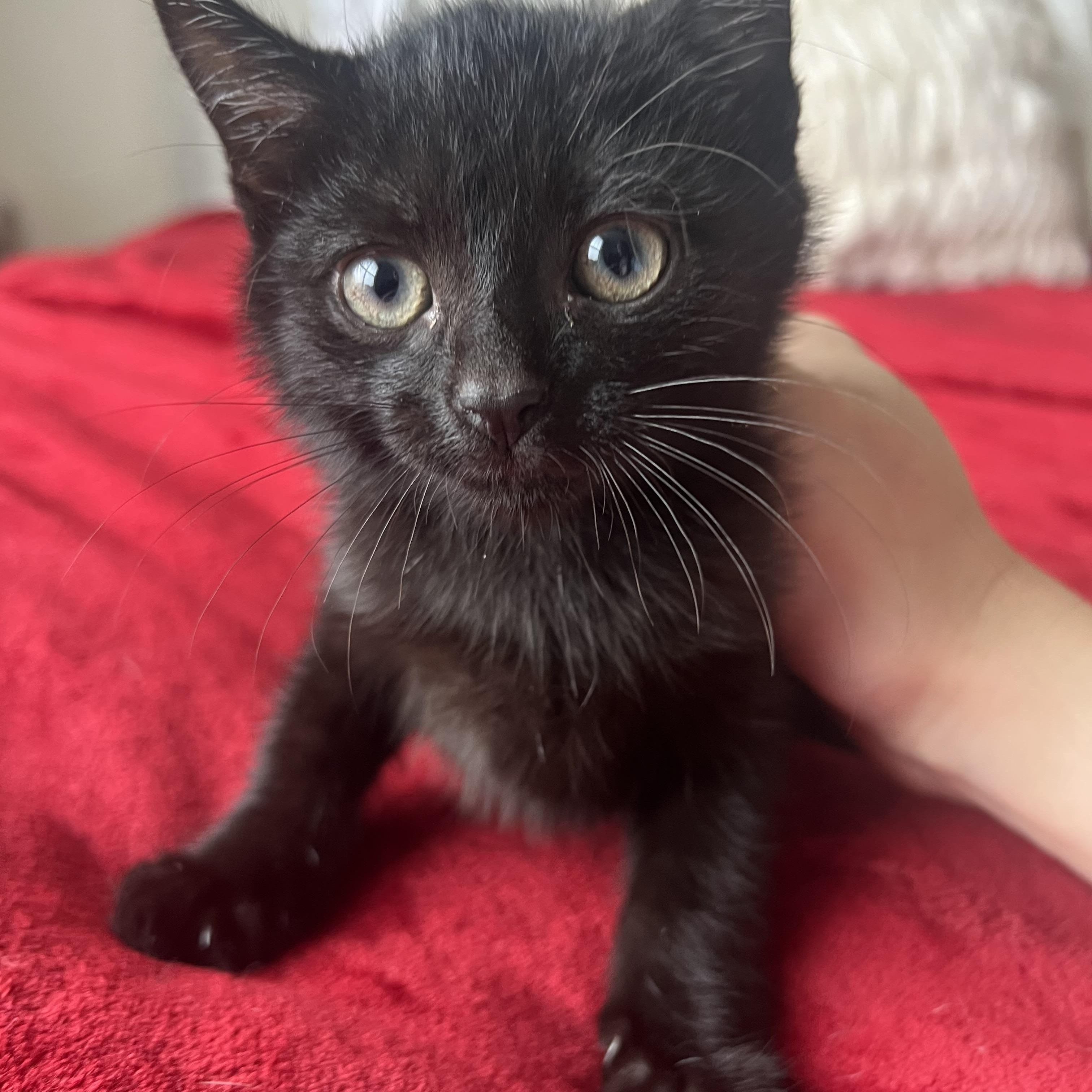 Bleu, Adoptable, Kitten Male Domestic Short Hair.