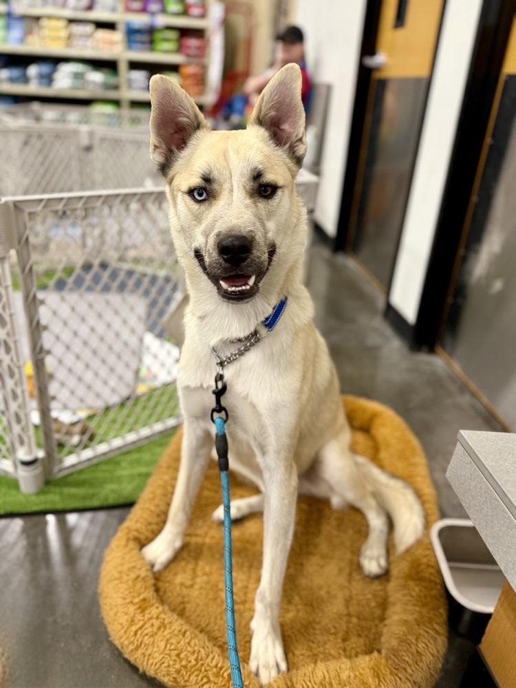 Enlarge Nanuq, a Adoptable mixed breed in TUCSON, AZ image 1/5