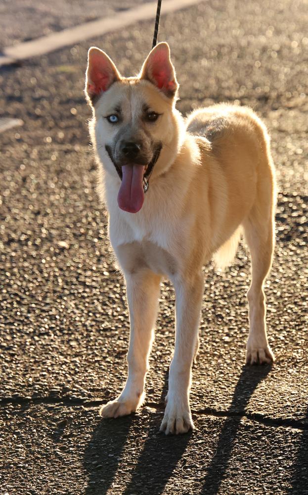 Enlarge Nanuq, a Adoptable mixed breed in TUCSON, AZ image 2/5
