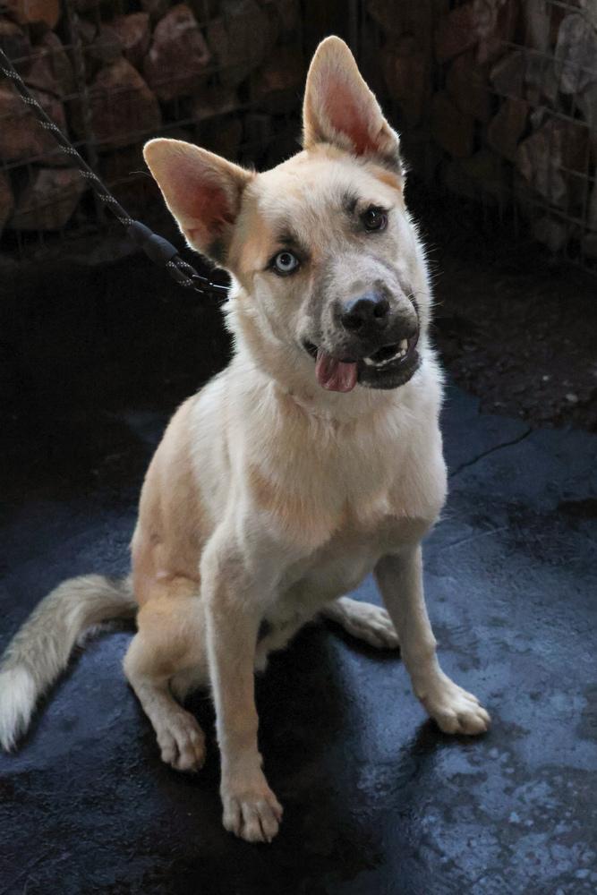 Enlarge Nanuq, a Adoptable mixed breed in TUCSON, AZ image 4/5