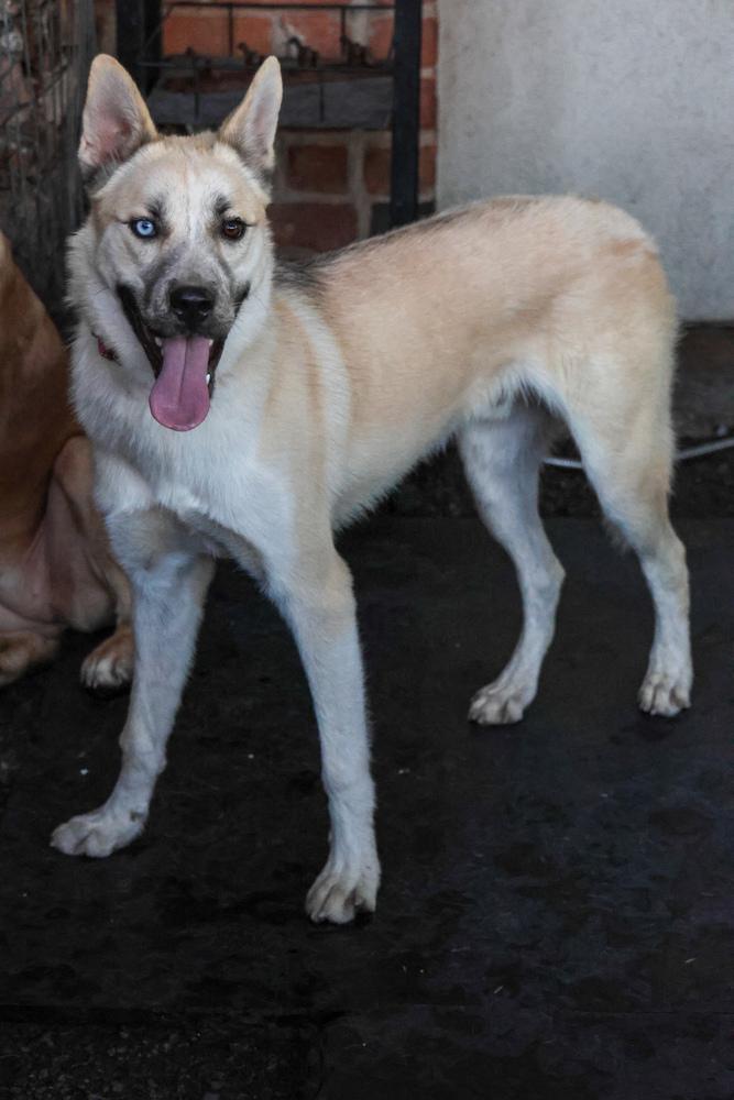 Enlarge Nanuq, a Adoptable mixed breed in TUCSON, AZ image 5/5