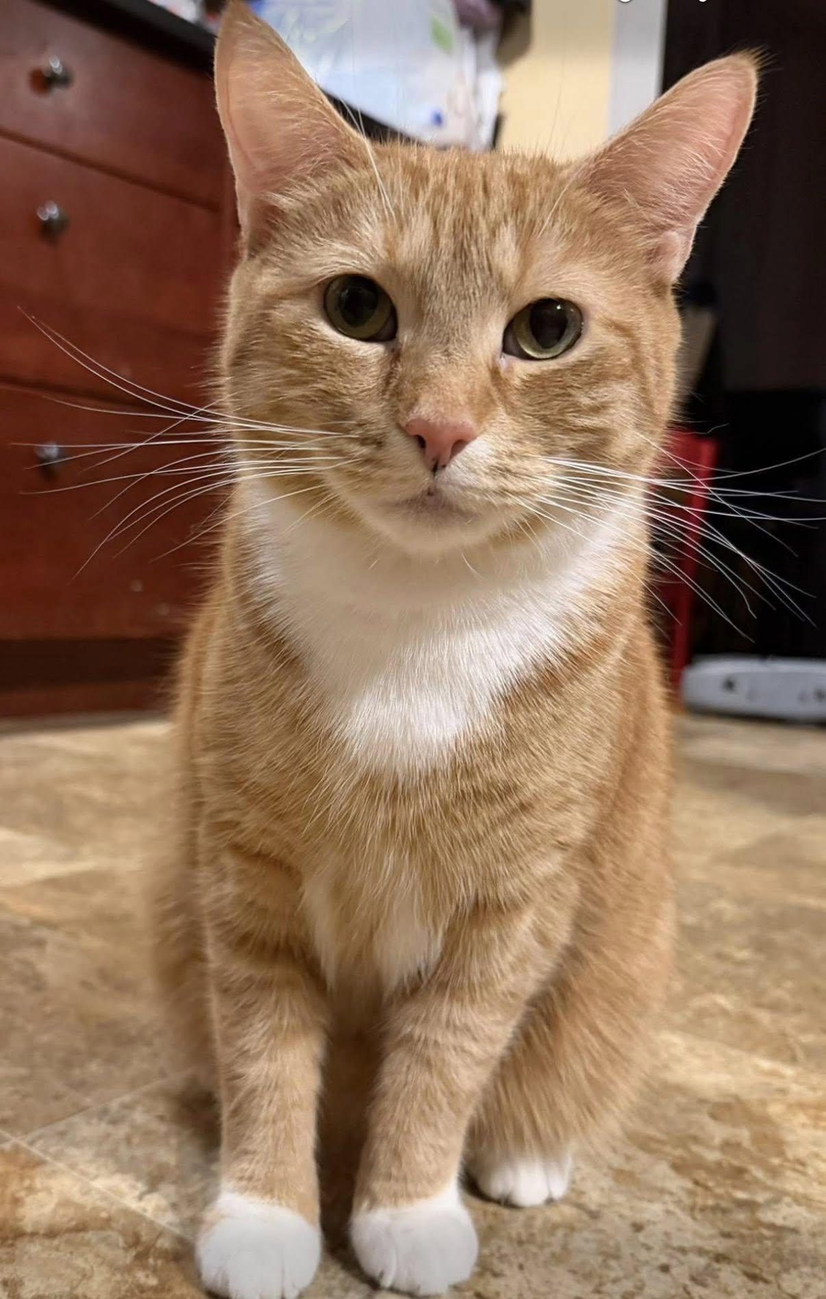 Macaroni, ADOPTABLE, Adult Male Domestic Short Hair.