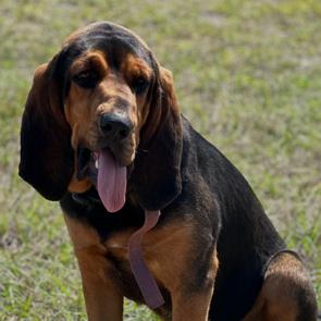 Daisy, Adoptable, Adult Female Bloodhound.