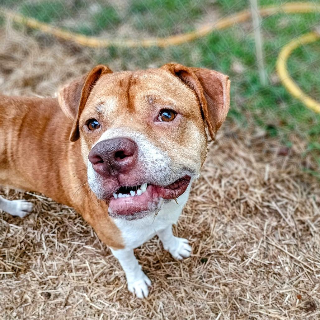 Teddy, a Adoptable mixed breed in Valley, AL image 2/6