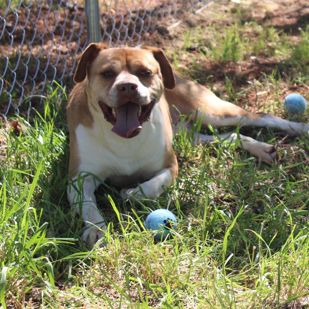 Teddy, a Adoptable mixed breed in Valley, AL image 4/6