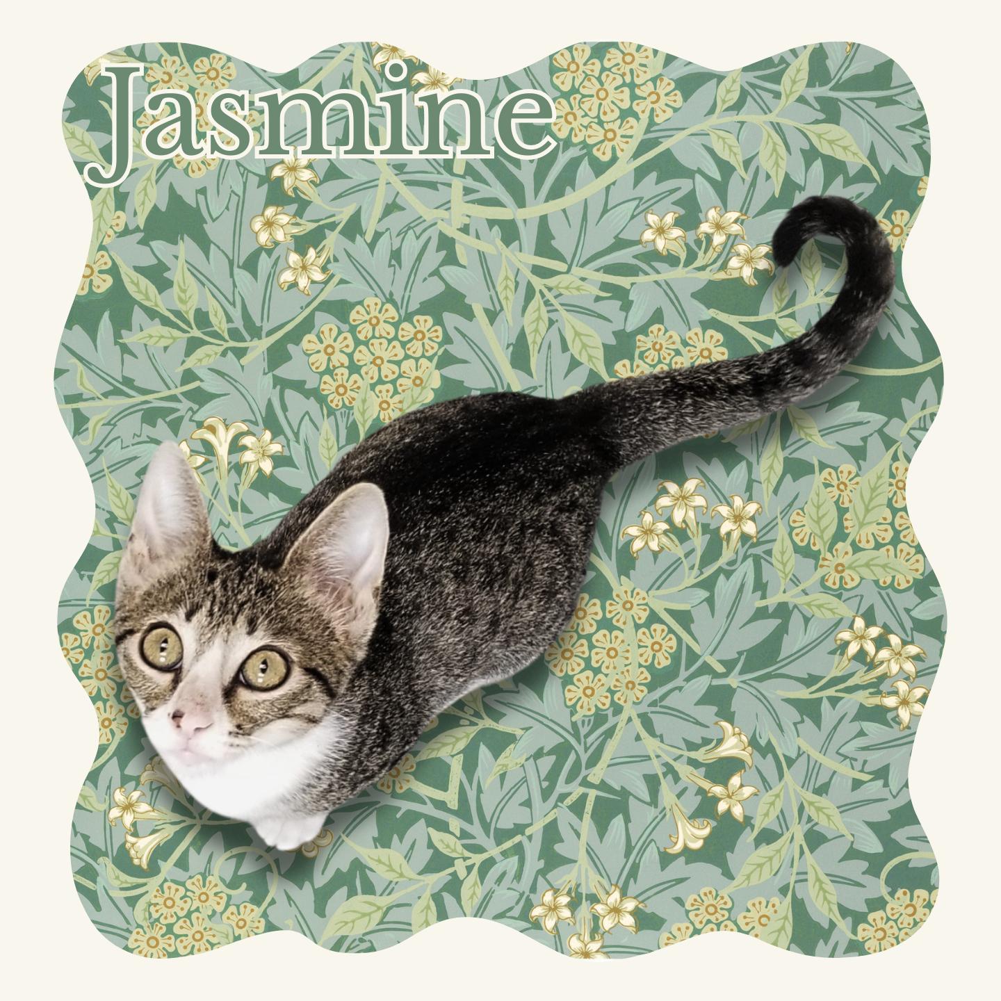 Jasmine, adopted, Young Female Domestic Short Hair.