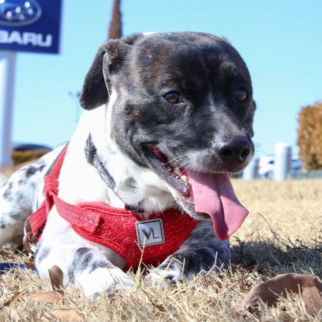 Bax, Adoptable, Adult Male American Bulldog & Dachshund.