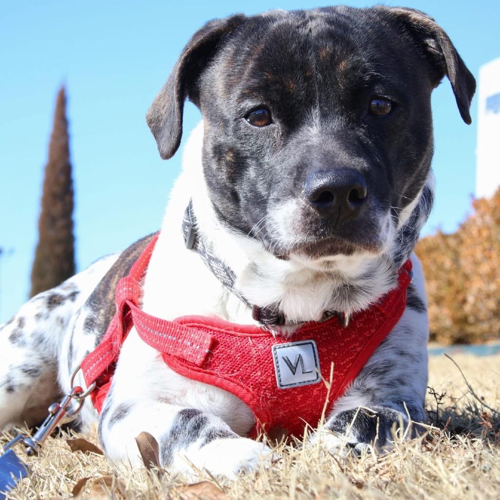 Enlarge Bax, a Adoptable mixed breed in Tulsa, OK image 2/2