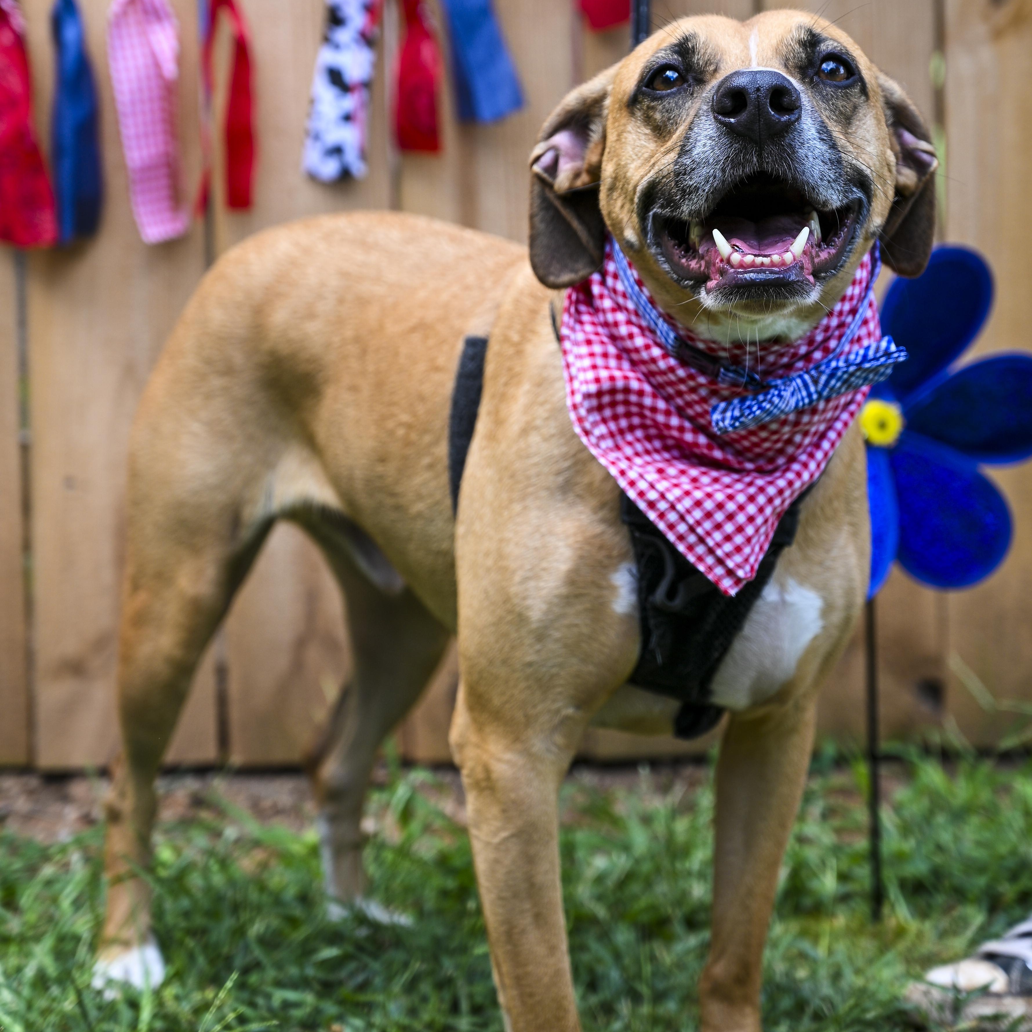 Enlarge Hunter & Hayes, a Adoptable mixed breed in Marietta, GA image 4/4
