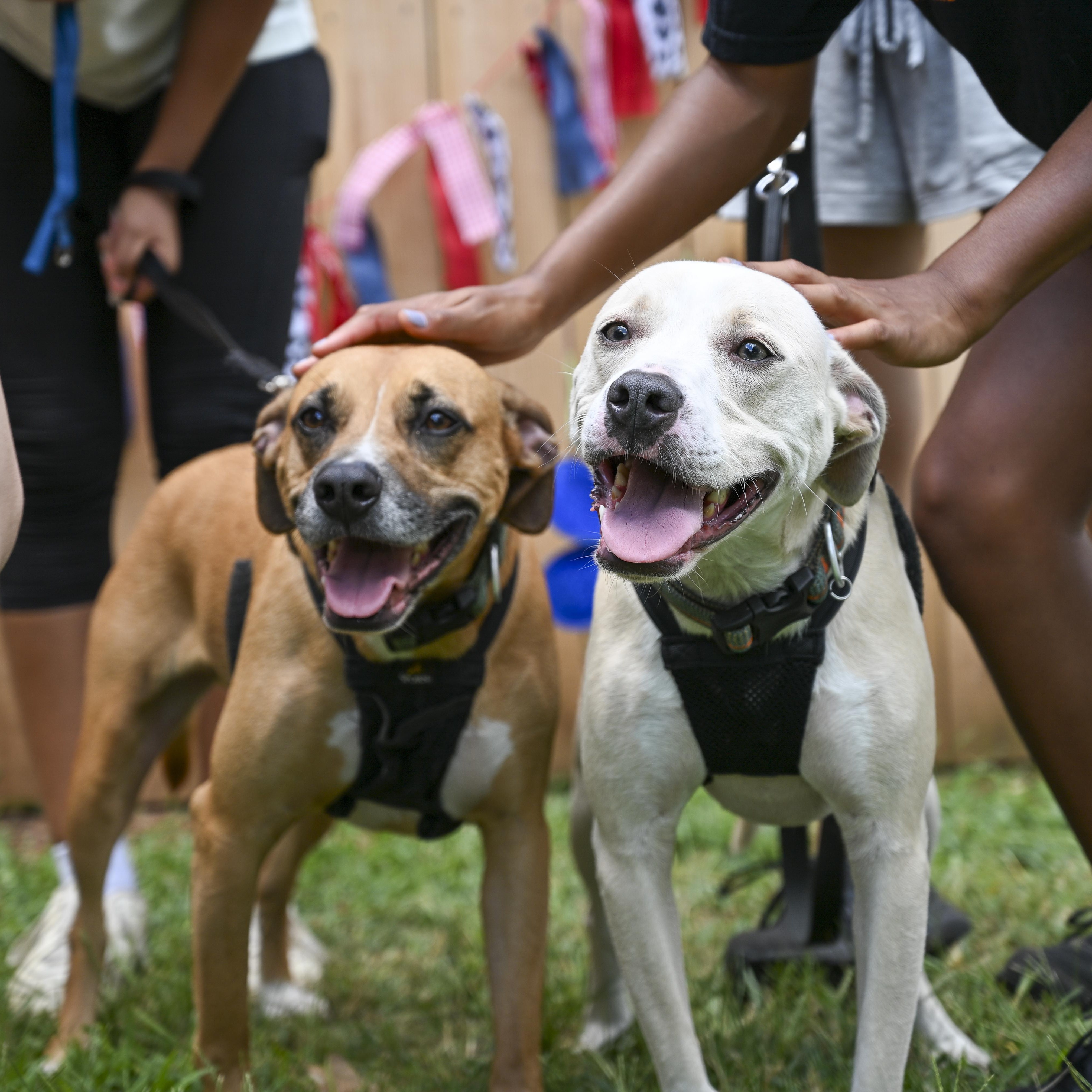 Enlarge Hunter & Hayes, a Adoptable mixed breed in Marietta, GA image 1/4