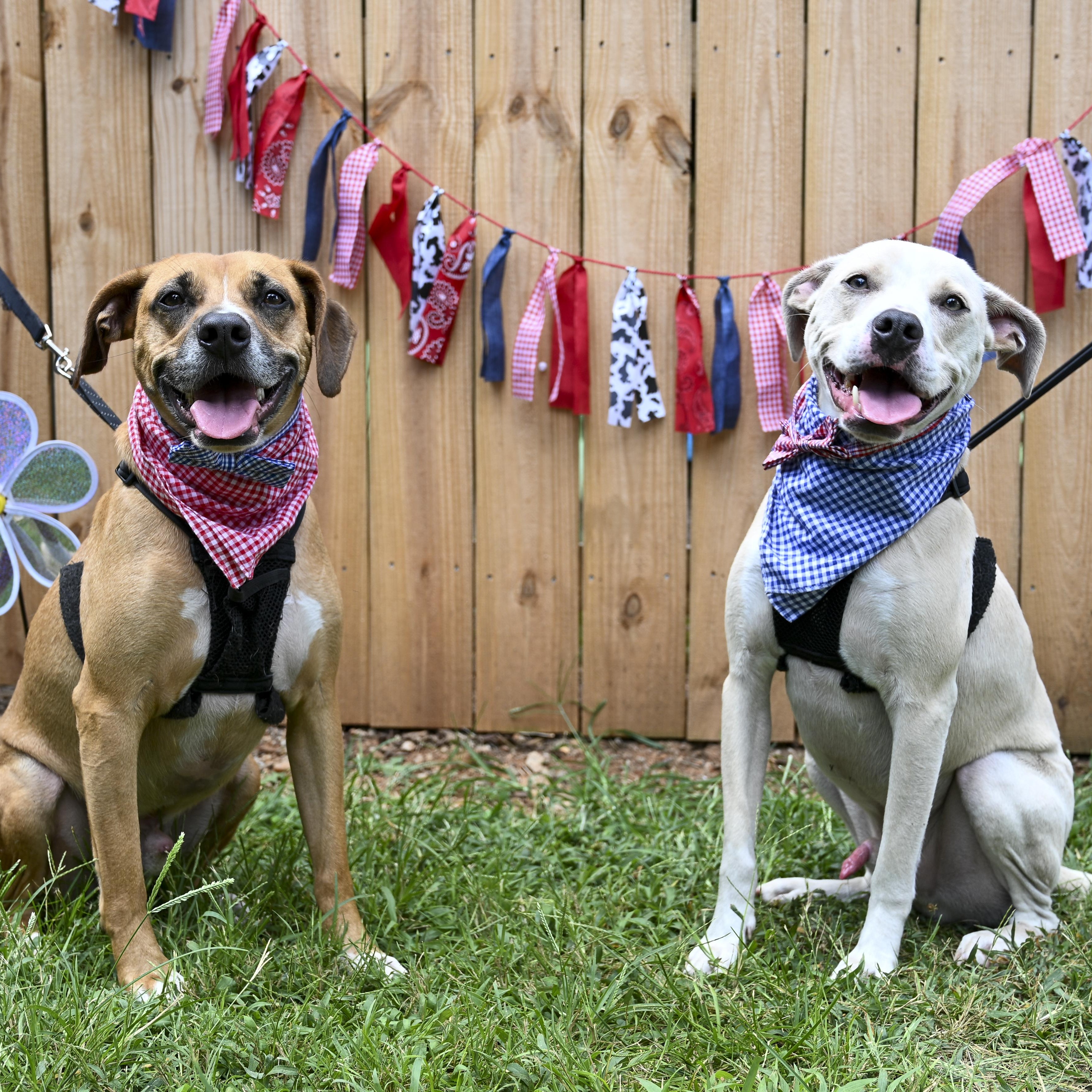 Enlarge Hunter & Hayes, a Adoptable mixed breed in Marietta, GA image 3/4