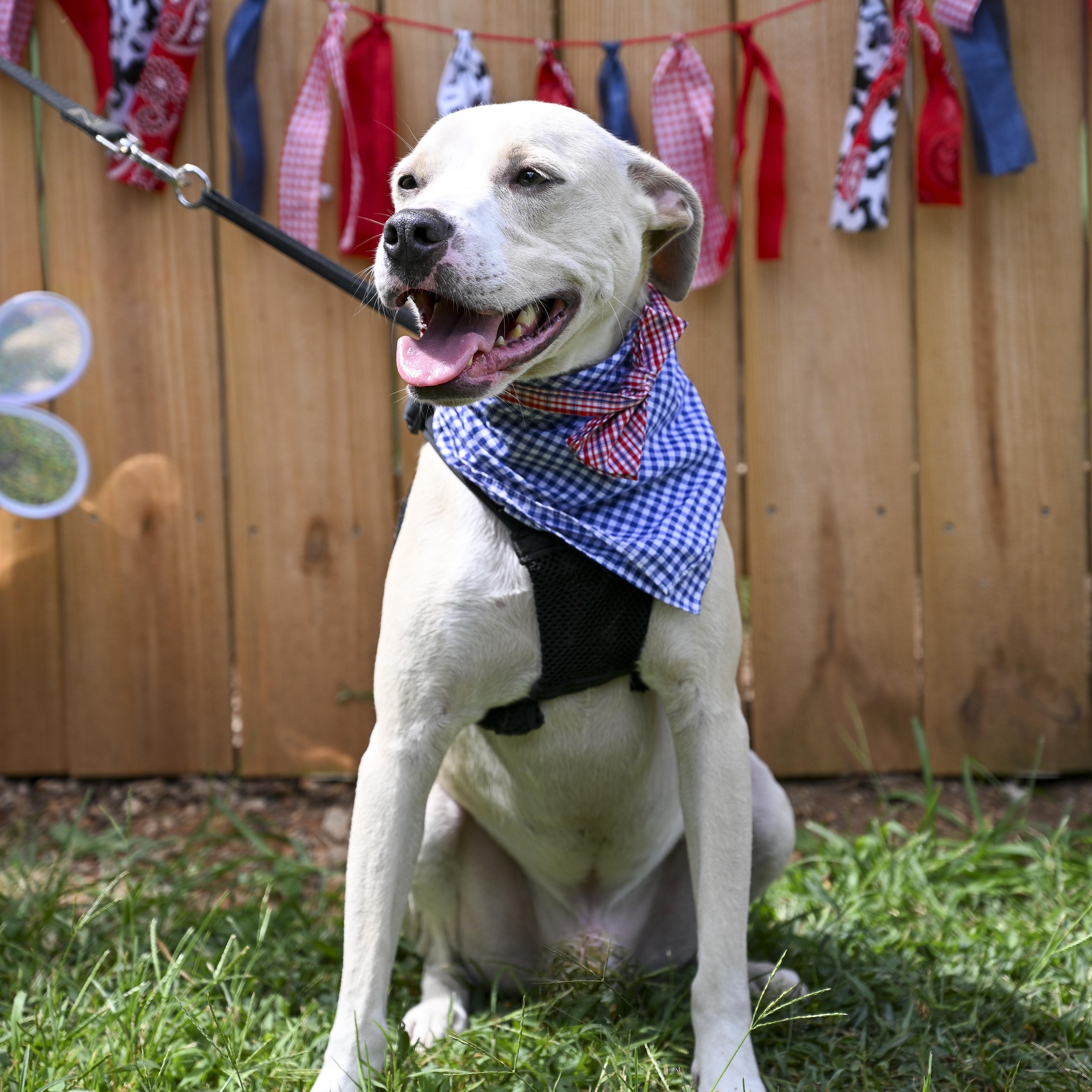 Enlarge Hunter & Hayes, a Adoptable mixed breed in Marietta, GA image 2/4