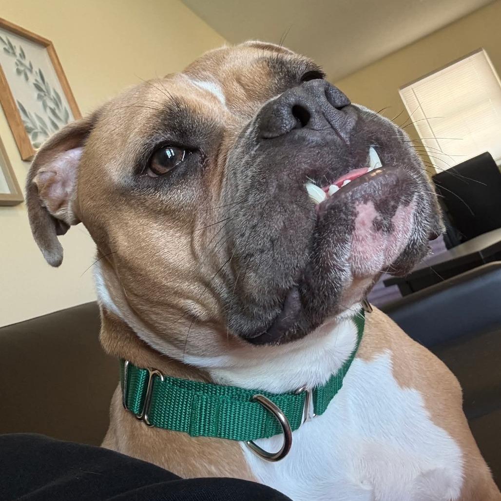 Trixie, Adoptable, Adult Female American Bulldog & Mixed Breed.