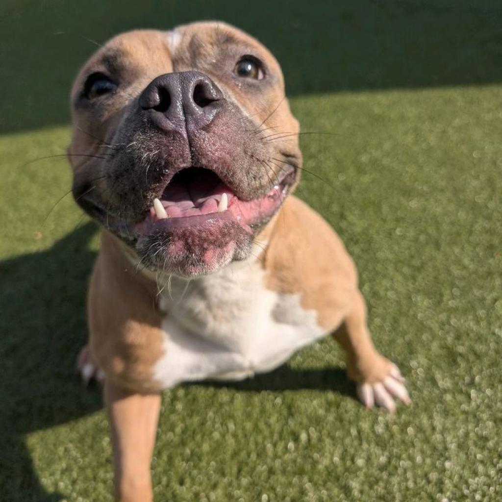 Enlarge Trixie, a Adoptable mixed breed in Greensboro, NC image 2/6