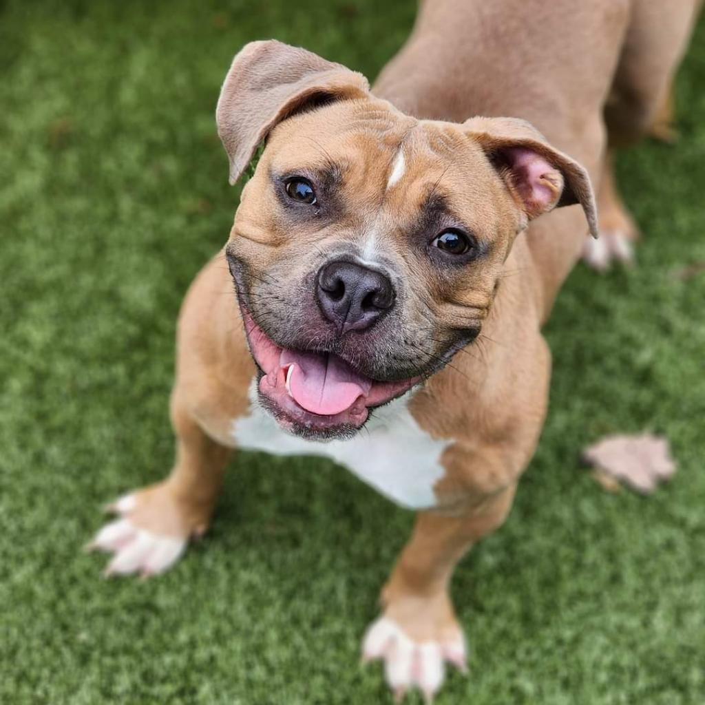 Enlarge Trixie, a Adoptable mixed breed in Greensboro, NC image 3/6