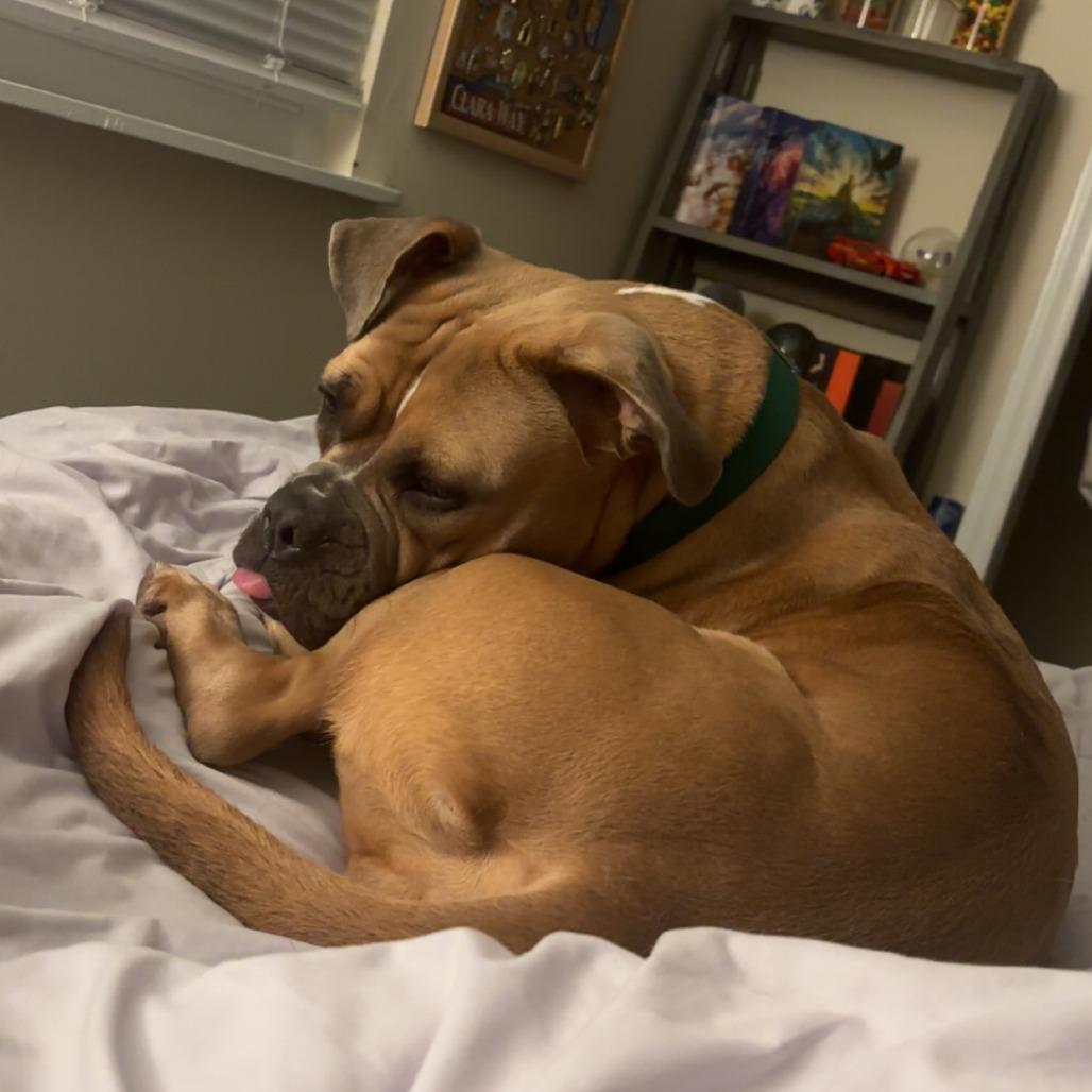 Enlarge Trixie, a Adoptable mixed breed in Greensboro, NC image 4/6