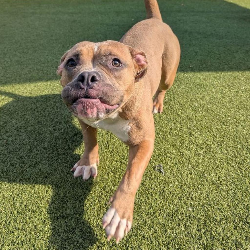 Enlarge Trixie, a Adoptable mixed breed in Greensboro, NC image 6/6