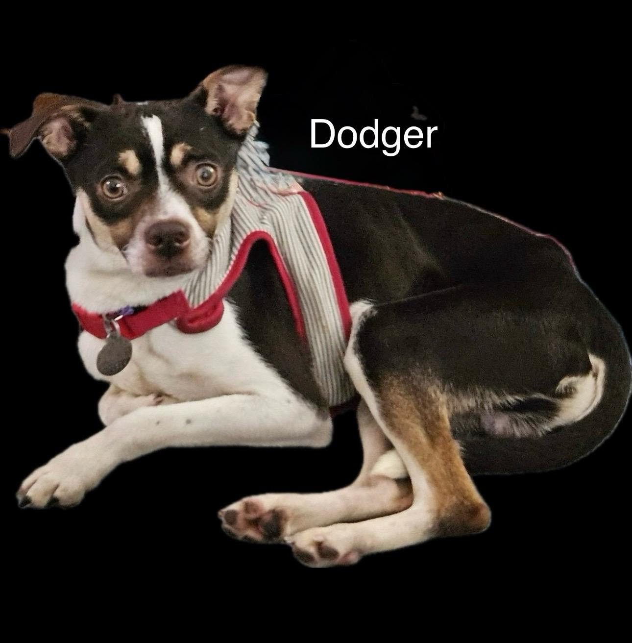 Dodger, a Adoptable mixed breed in Irving, TX image 1/4