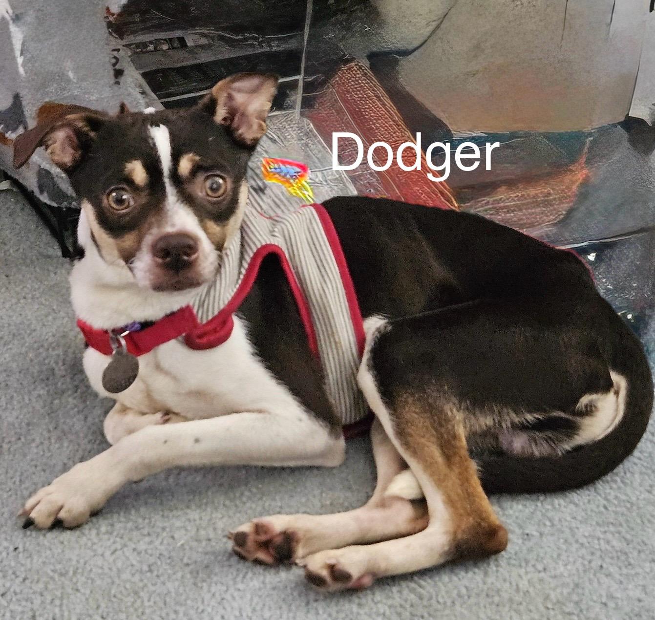 Dodger, a Adoptable mixed breed in Irving, TX image 2/4